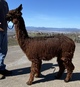 alpaca for sale