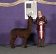 alpaca for sale