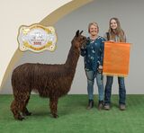 alpaca for sale