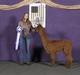 alpaca for sale