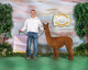 alpaca for sale