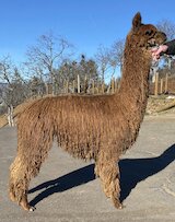 alpaca for sale