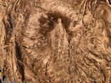 alpaca for sale