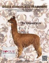 alpaca for sale