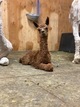alpaca for sale