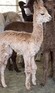 alpaca for sale