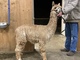 alpaca for sale