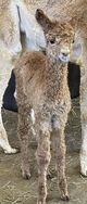 alpaca for sale
