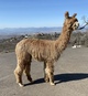 alpaca for sale