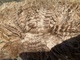 alpaca for sale