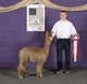 alpaca for sale