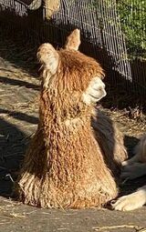 alpaca for sale