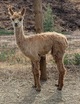 alpaca for sale