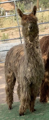 alpaca for sale