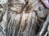 alpaca for sale