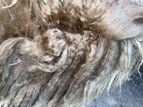 alpaca for sale