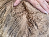 alpaca for sale