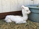 alpaca for sale