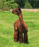 alpaca for sale
