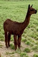 alpaca for sale
