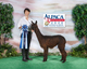 alpaca for sale