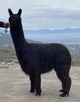 alpaca for sale