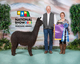 alpaca for sale