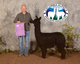 alpaca for sale