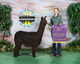 alpaca for sale