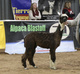 alpaca for sale