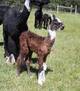 alpaca for sale