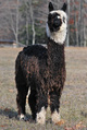 alpaca for sale