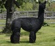 alpaca for sale