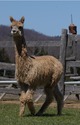 alpaca for sale