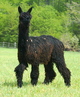 alpaca for sale
