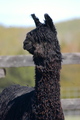 alpaca for sale