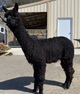 alpaca for sale