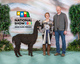alpaca for sale