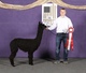 alpaca for sale