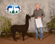 alpaca for sale