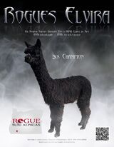 alpaca for sale