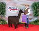 alpaca for sale