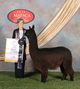 alpaca for sale