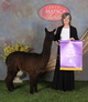 alpaca for sale