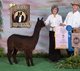 alpaca for sale