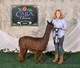 alpaca for sale
