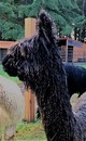 alpaca for sale