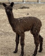 alpaca for sale