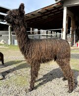 alpaca for sale