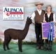 alpaca for sale